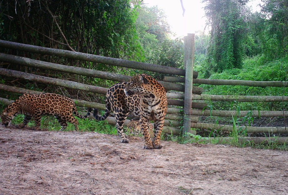 San Miguelito Jaguar Conservation, Santa Cruz Department, Bolivia